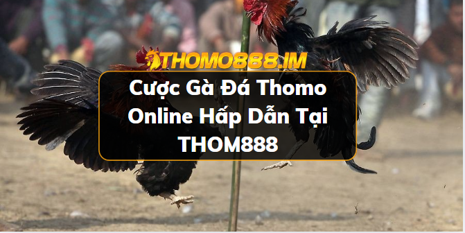 Gà đá Thomo